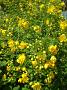 acacias 003